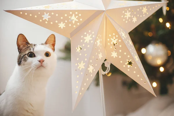 Lindo Gato Sentado Cerca Estrella Iluminada Fondo Del Elegante Árbol —  Fotos de Stock