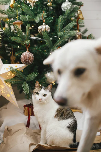 Nette Lustige Katze Sitzt Auf Dem Hintergrund Der Stilvollen Weihnachtsbaum — Stockfoto
