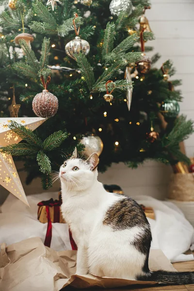 Feliz Natal Gato Bonito Sentado Fundo Árvore Natal Elegante Com — Fotografia de Stock