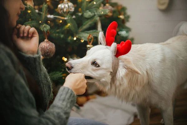 快乐的女人和可爱的狗一起玩 在时髦的圣诞树旁戴着圣诞礼帽 宠物和寒假 圣诞快乐 在喜庆的房间里玩耍的驯鹿鹿角里有可爱的 滑稽的 嬉皮士般的猎狗 — 图库照片