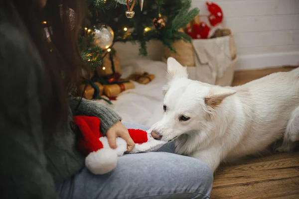 快乐的女人和可爱的狗一起玩 在时髦的圣诞树旁戴着圣诞礼帽 宠物和寒假 圣诞快乐 在喜庆的房间里 滑稽滑稽的小飞碟狗咬着桑塔帽 — 图库照片