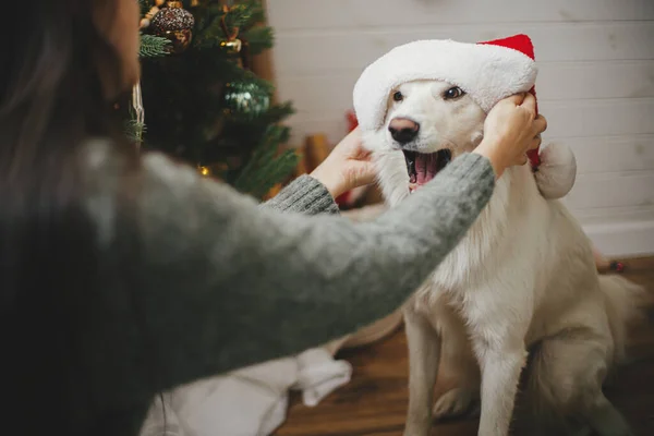 Feliz Navidad Mujer Feliz Poniendo Sombrero Santa Perro Lindo Cerca —  Fotos de Stock