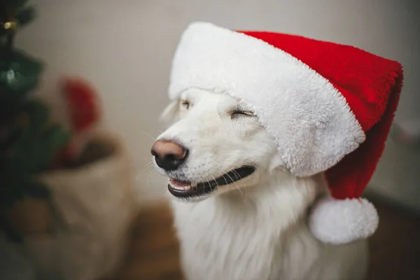 Merry Christmas Cute Happy Dog Santa Hat Sitting Stylish Christmas — Stock Photo, Image