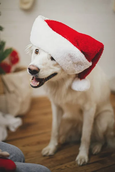 メリークリスマス スタイリッシュなクリスマスツリーの近くに座っているサンタの帽子のかわいい幸せな犬 ペットと冬の休日 お祝いの部屋でサンタの帽子をかぶって愛らしいデンマークのスピッツ犬の肖像画 — ストック写真
