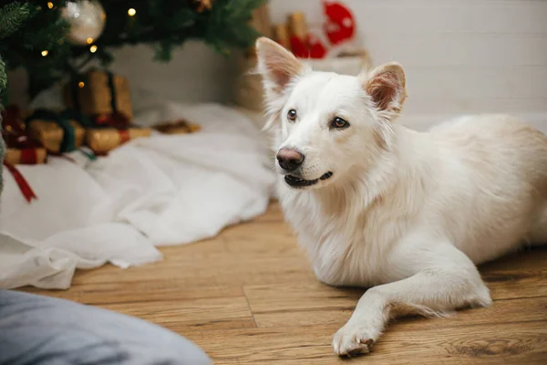 Leuke Hond Zittend Achtergrond Van Stijlvolle Kerstboom Met Geschenken Lichtjes — Stockfoto