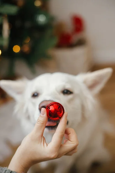 Ręka Kobiety Trzymającej Świąteczną Czerwoną Bombkę Uroczym Nosie Psa Pet — Zdjęcie stockowe