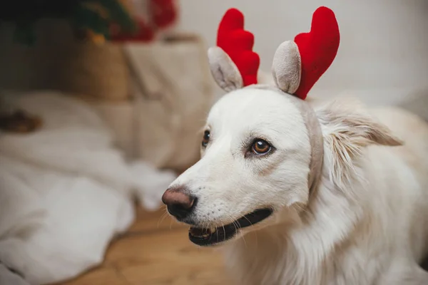 Lindo Perro Cuernos Reno Sentado Fondo Del Elegante Árbol Navidad —  Fotos de Stock