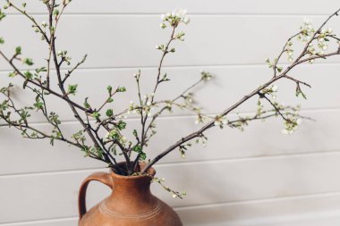 Blooming cherry branch in sunny light against white wooden wall. Spring flowers in vase. Simple countryside living, home rustic decor. Space for text. Hello spring
