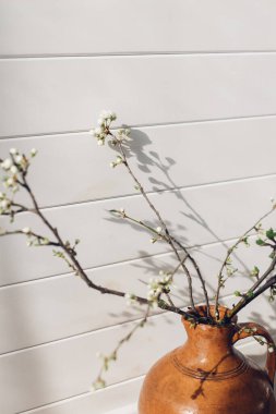 Blooming cherry branch in sunny light against white wooden wall. Spring flowers in vase. Simple countryside living, home rustic decor. Space for text. Hello spring