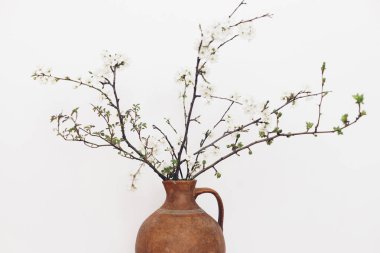 Blooming cherry branches against white wall. Spring flowers in vintage vase. Simple countryside living, home rustic decor. Space for text. Hello spring