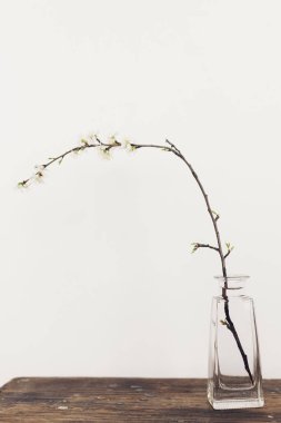 Spring flowers in glass vase still life. Blooming cherry branch on rustic wooden background against white wall. Simple countryside living, home decor. Space for text