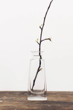 Spring flowers in glass vase still life. Blooming cherry branch closeup on rustic wooden background against white wall. Simple countryside living, home decor. Space for text