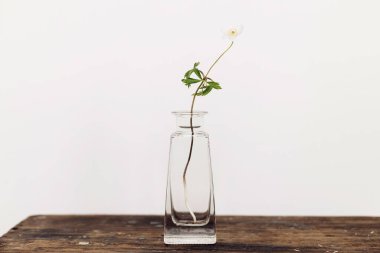 Blooming anemone on rustic wood background against white wall. Spring flowers in glass vase still life. Simple countryside living, home decor. Wood anemone. Space for text