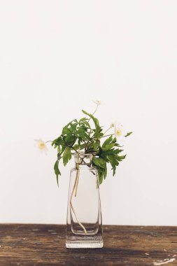Blooming anemone on rustic wood background against white wall. Spring flowers in glass vase still life. Simple countryside living, home decor. Wood anemones. Space for text