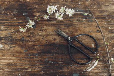 Spring rustic flat lay. Blooming cherry branch and scissors on rustic wooden background. Spring flowers rural wallpaper. Simple countryside living. Hello spring. Space for text