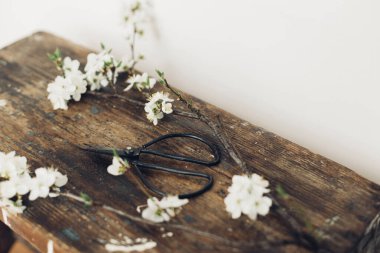 Blooming cherry branch and scissors on rustic wooden background. Spring flowers rural wallpaper. Simple countryside living, home decor. Space for text. Hello spring