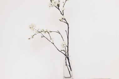 Spring flowers in glass vase still life. Blooming cherry branch against white wall. Simple countryside living, home decor. Space for text