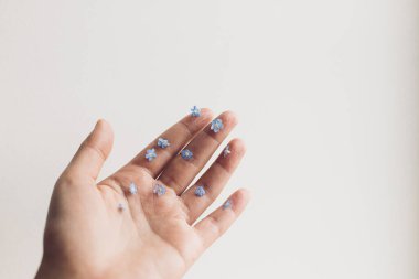 Hello spring. Simple aesthetic image. Cute little blue flowers on hand and fingers against white wall. Delicate forget me not petals on palm.  Skin care and organic cosmetics concept