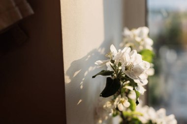 Blooming apple branch in evening sunlight against white wall. Spring flowers atmospheric still life. Simple countryside living, home decor. Space for text
