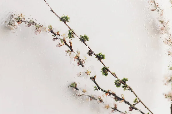 Cherry Blooming Branch Glass Water Drops Creative Abstract Image Spring — 스톡 사진