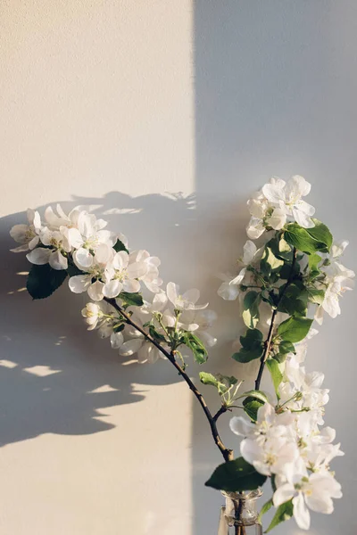 Blooming Apple Branch Evening Sunlight White Wall Delicate Flowers Close — Stock Photo, Image