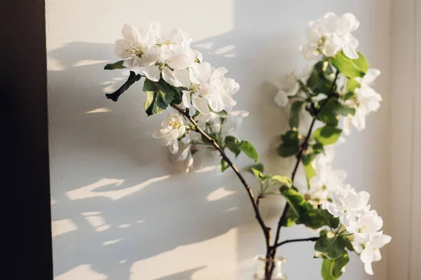 Blooming Apple Branch Evening Sunlight White Wall Spring Flowers Atmospheric — Foto de Stock