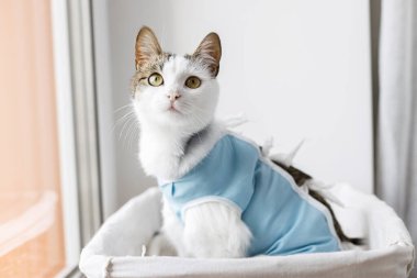 Adorable cat portrait in special suit bandage recovering after spaying  Post-operative Care. Pet sterilization concept. Cute kitty after surgery sitting in basket at window