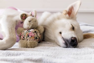Adorable dog portrait in special suit bandage recovering after spaying. Post-operative Care. Pet sterilization concept. Cute white doggy after surgery sleeping on bed with favourite toy