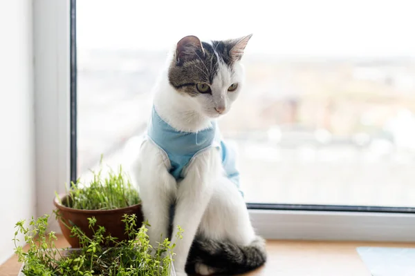 Cute Cat Spaying Sitting Window Grass Post Operative Care Pet — Stock Photo, Image