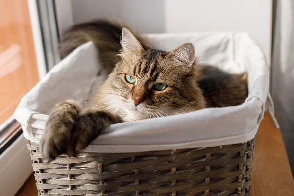 Adorable Cat Sitting Basket Warm Sunshine Cute Maine Coon Portrait — Stok fotoğraf