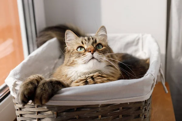 Adorable Cat Sitting Basket Warm Sunshine Cute Maine Coon Portrait — Stock Photo, Image