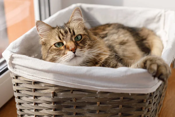Adorable Cat Sitting Basket Warm Sunshine Cute Maine Coon Portrait — Stockfoto