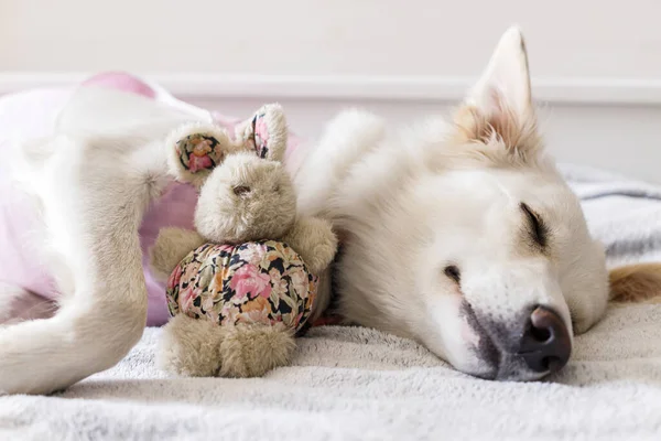 Cute Dog Spaying Sleeping Bed Favourite Toy Post Operative Care — Stockfoto