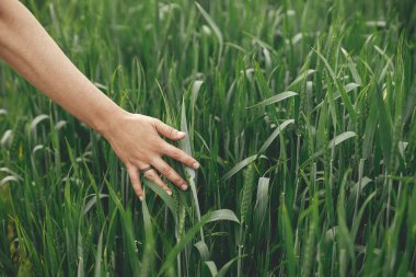 Hand touching green wheat ears in summer field. Agriculture and  cultivation. Woman holding wheat or rye ears in summer countryside. Rural slow life. Food crisis
