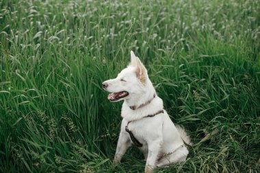 Cute white dog sitting in green field. Portrait of young funny dog among green grass and wildflowers. Pet in summer countryside. Danish spitz