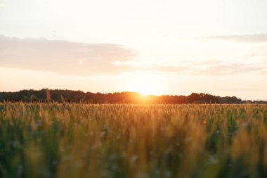 Wheat field in warm sunset light. Wheat or rye ears and stems close up in evening sunshine. Tranquil atmospheric moment. Agriculture and cultivation. Summer in countryside, wallpaper