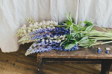 Beautiful lupine flowers in rustic room, close up. Summer vibes, simple home decor in countryside. Lupin bouquet on wooden rural chair in sunny room, gathering wildflowers