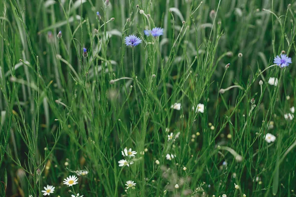 Beautiful Cornflower Wheat Field Blue Wildflower Green Grass Selective Focus — Fotografia de Stock