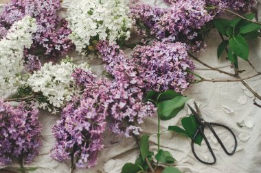 Keten kumaş üzerinde güzel leylak çiçekleri, makas ve taç yaprakları düz yerde. Kırsal alanda bahar çiçekleri hala hayat dolu. Anneler günün kutlu olsun.