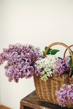 Tahta sandalyede hasır sepette güzel leylak çiçekleri. Kırsal kesimde bahar kırsalında hayat devam ediyor. Evde mor ve beyaz leylaklar var. Anneler günün kutlu olsun.