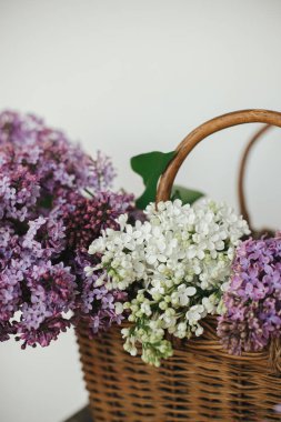 Tahta sandalyede hasır sepette güzel leylak çiçekleri. Mor ve beyaz leylak taç yaprakları, evde çiçek kompozisyonu. Kırsal kesimde bahar kırsalında hayat devam ediyor. Anneler günü ya da düğün