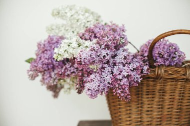 Tahta sandalyede hasır sepette güzel leylak çiçekleri. Mor ve beyaz leylak taç yaprakları, evde çiçek kompozisyonu. Kırsal kesimde bahar kırsalında hayat devam ediyor. Anneler günü ya da düğün