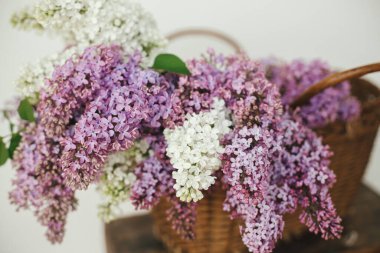 Tahta sandalyede hasır sepette güzel leylak çiçekleri. Mor ve beyaz leylak taç yaprakları, evde çiçek kompozisyonu. Kırsal kesimde bahar kırsalında hayat devam ediyor. Anneler günü ya da düğün