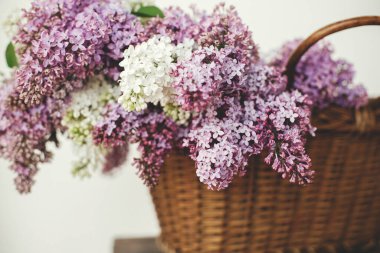 Tahta sandalyede hasır sepette güzel leylak çiçekleri. Mor ve beyaz leylak taç yaprakları, evde çiçek kompozisyonu. Kırsal kesimde bahar kırsalında hayat devam ediyor. Anneler günü ya da düğün