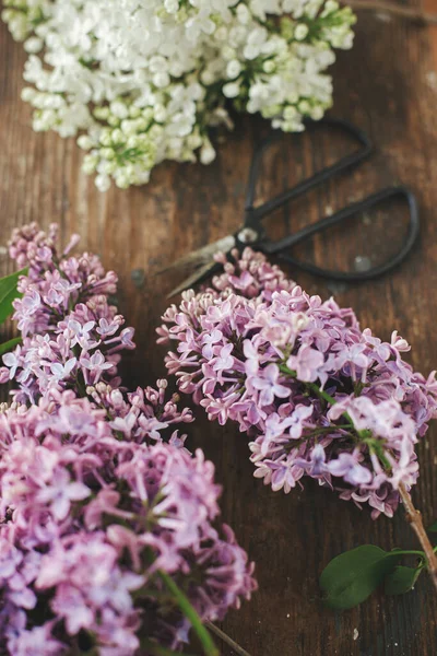 Tahta sandalyede güzel leylak çiçekleri ve makas. Kırsal alanda bahar çiçekleri hala hayat dolu. Taç yaprakları kapanıyor. Anneler günün kutlu olsun.
