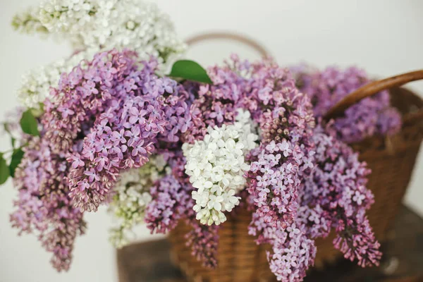 Tahta sandalyede hasır sepette güzel leylak çiçekleri. Mor ve beyaz leylak taç yaprakları, evde çiçek kompozisyonu. Kırsal kesimde bahar kırsalında hayat devam ediyor. Anneler günü ya da düğün