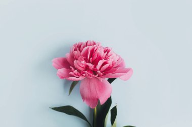 Beautiful peony composition on pastel blue paper, flat lay. Creative floral image, stylish greeting card. Fresh pink peony flowers on blue background, moody wallpaper