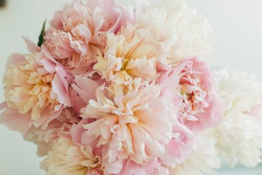 Kırsal arka planda güzel şakayıklar. Stil çiçekli tebrik kartı, mesaj için yer var. Yumuşak pastel pembe şakayık çiçekleri kompozisyonu, karamsar görüntü