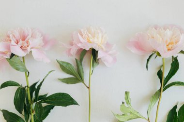 Güzel şakayıklar kırsal beyaz odunların üzerinde yatar. Stil çiçekli tebrik kartı, mesaj için yer var. Nazik pastel pembe şakayık çiçekleri beyaz masada düzenle, karamsar afiş