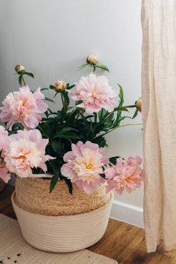 Boho odasındaki keten perdelerin yanında sepetin içinde güzel şakayıklar var. Modern bohem dekoru, şık rahat iç dekorasyon. Kırsal arka planda yumuşak pembe şakayık çiçekleri, atmosferik görüntü